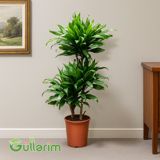 Dracaena Compacta (Drasena Kompakt) — Goods
