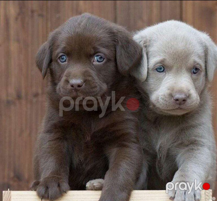 Labrador Retriver — Köpəklər, Bakı (2)