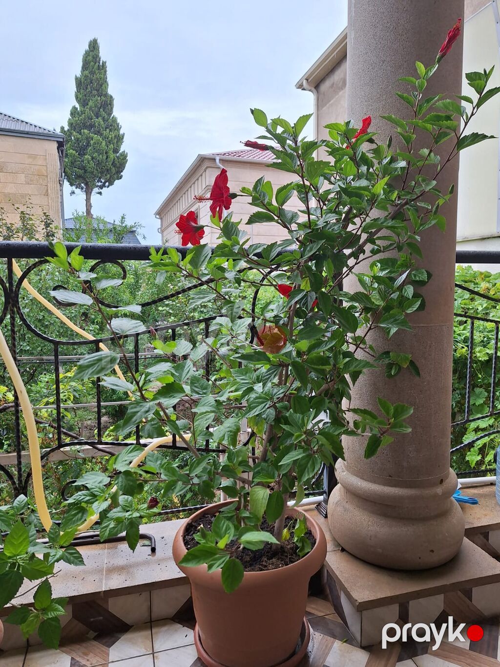 Qırmızı çiçəkli hibiskus (Hibiscus rosa‑sinensis) – iri saksıda — Qapı bitkələri, Bakı (5)