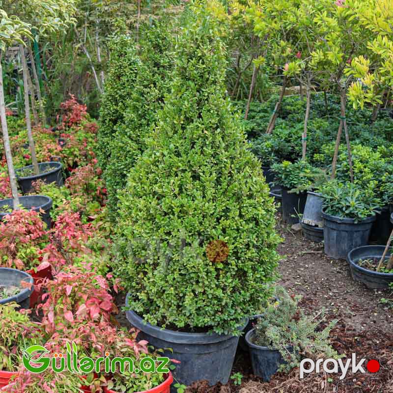 Buksus (Buxus sempervirens) — Bitkilər, Bakı (3)