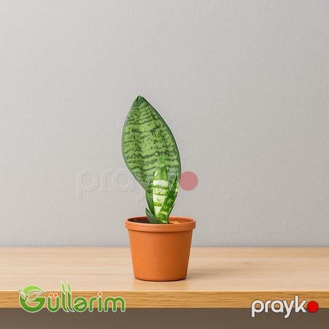 Sansevieria (Sansiveriya) — Bakı