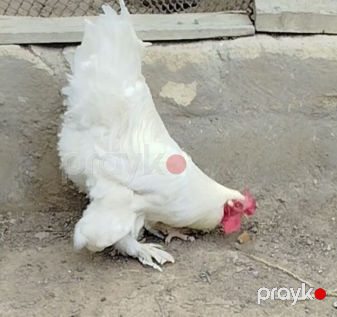 Ağ Brama xoruzu — Quşlar, Bakı (3)