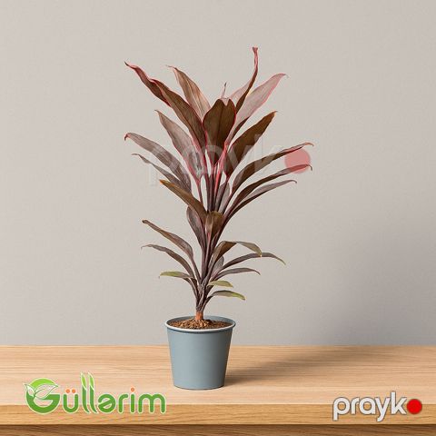 Kordilinə (Cordyline fruticosa) — Bakı