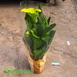 Kalla Zambağı (Zantedeschia / Calla Lily) — Goods
