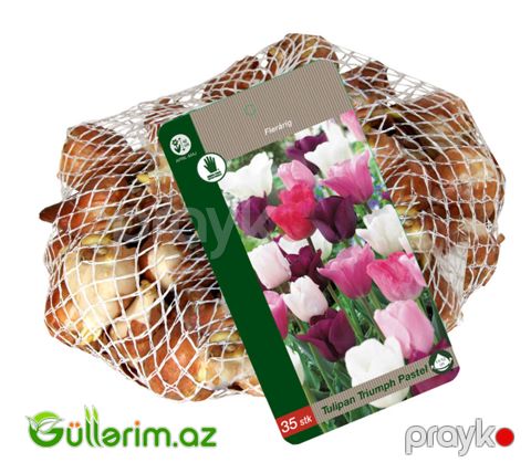 Triumf Tulpan Pastel (Tülpan)