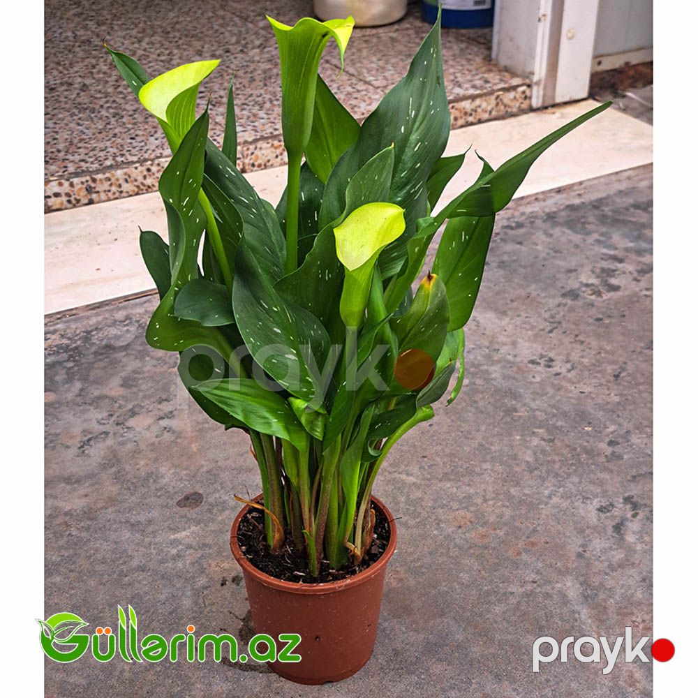 Kalla Zambağı (Zantedeschia / Calla Lily) — Bitkilər, Bakı (3)