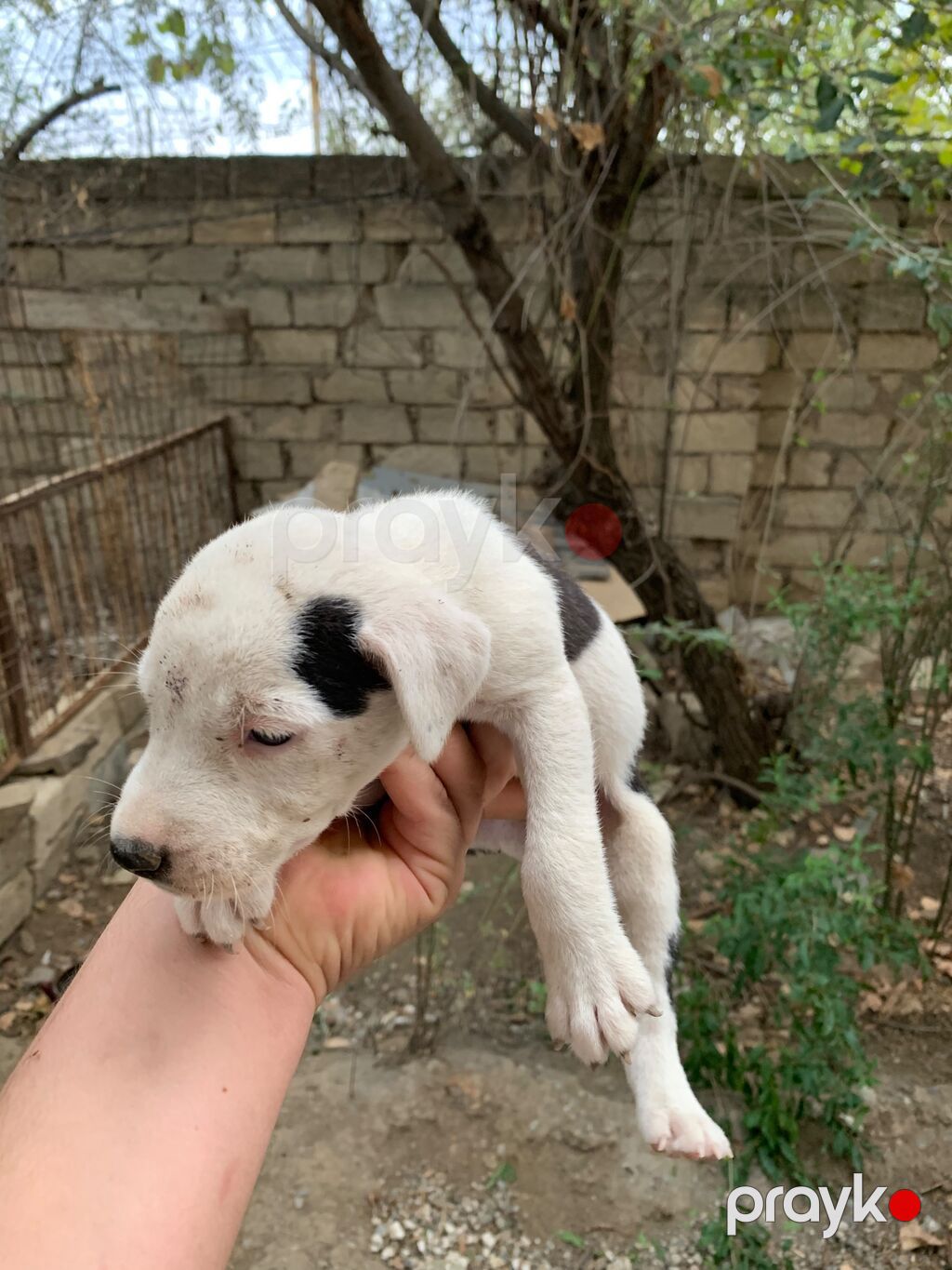 Amstaff/Pitbull penvendli 1 ayliq 4 dişi 4 erkek Şəkillərdə balaca — Köpəklər, Biləsuvar (3)