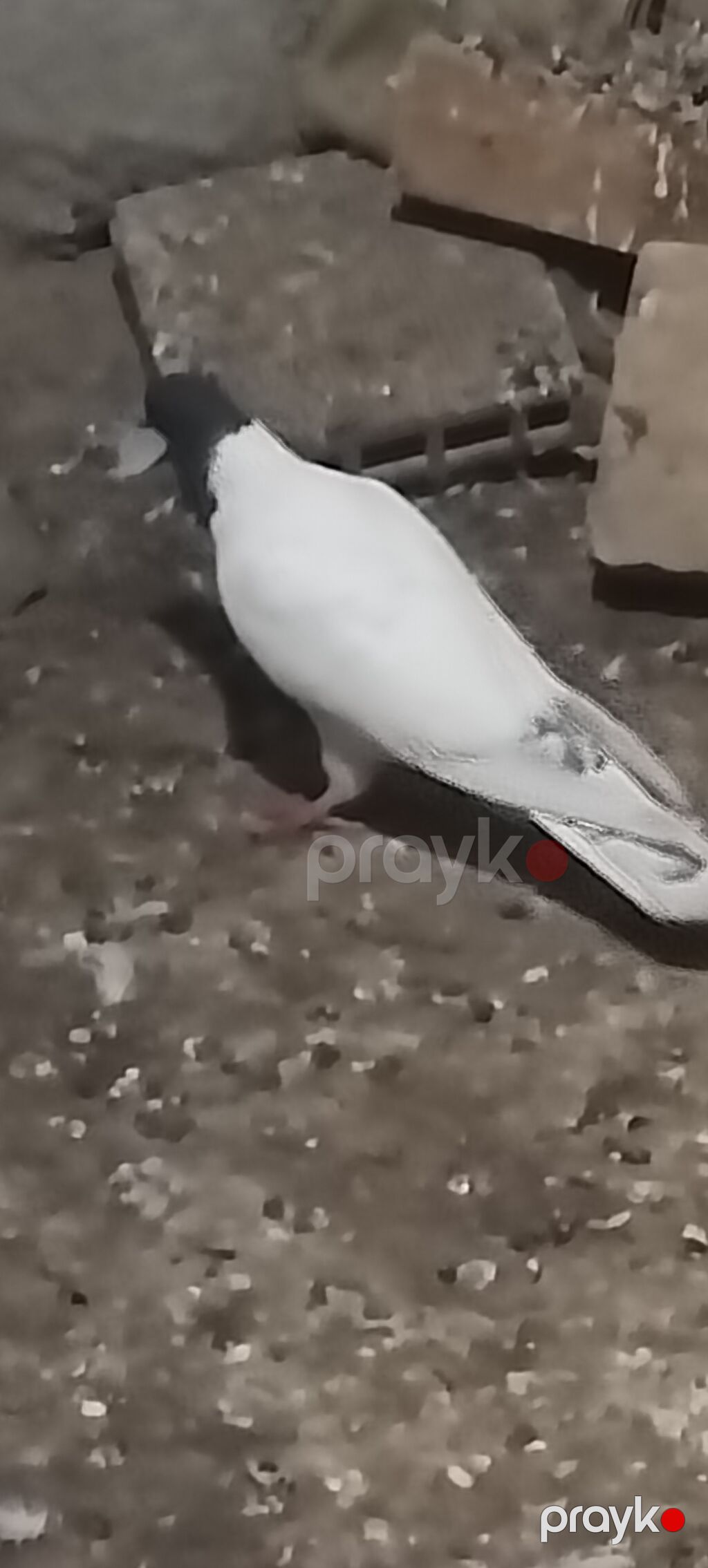 Qara baş erkeydi kuleyli havada tutulub qus gencede gondermekde — Göyərçin, Gəncə (3)