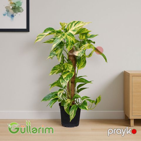 Epipremnum aureum (Epipremiya — Bakı