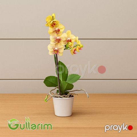 Sarı Orxideya (Phalaenopsis) — Bakı