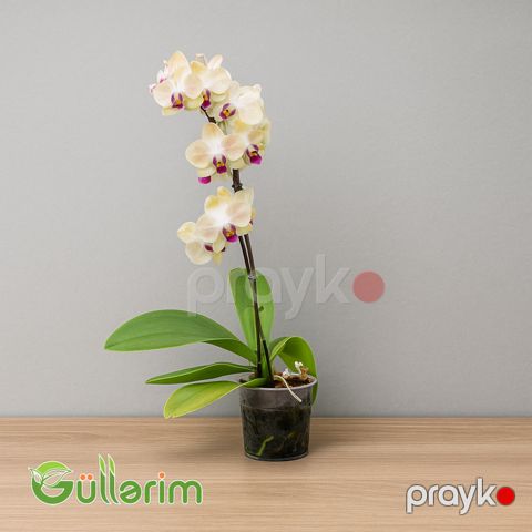 Orxideya (Phalaenopsis) — Bakı