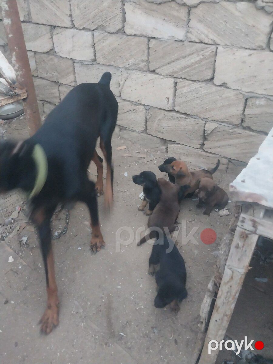 Doberman balaları — Köpəklər, Bakı (9)