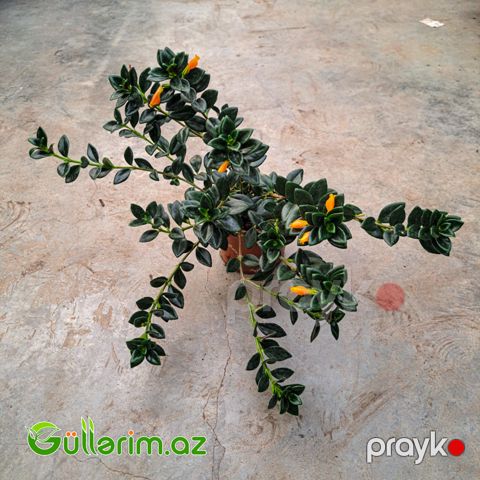 Qızıl balıq çiçəyi (Nematanthus gregarius)