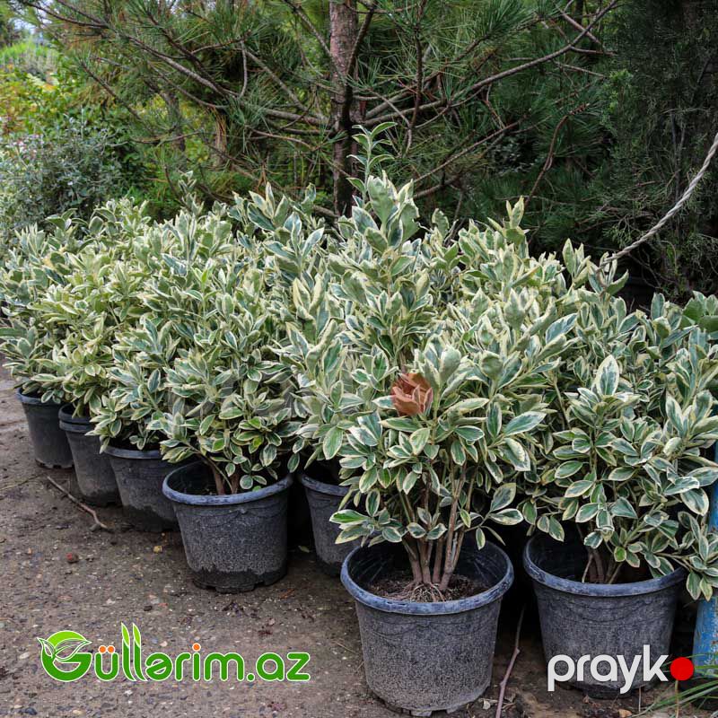 Eveniums (Pittosporum) — Bitkilər, Bakı (2)