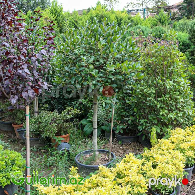 Ilex aquifolium Avropa ileksi) — Bitkilər, Bakı (2)