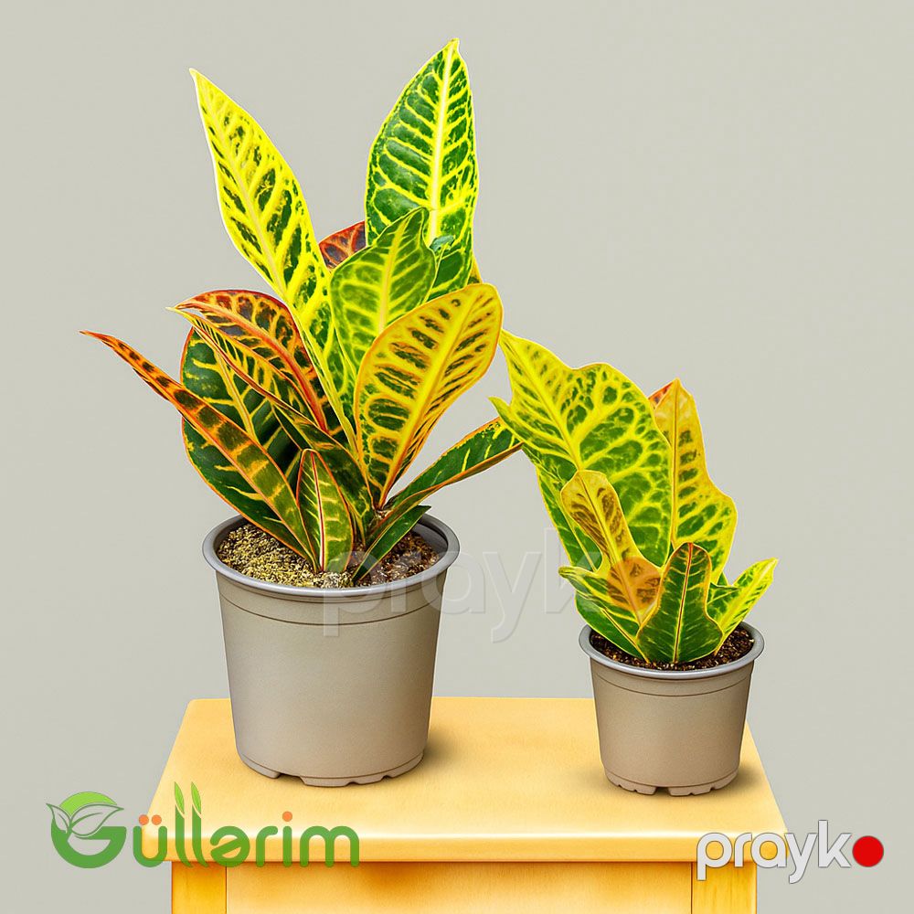 Kroton (Codiaeum variegatum) — Bitkilər, Bakı (2)