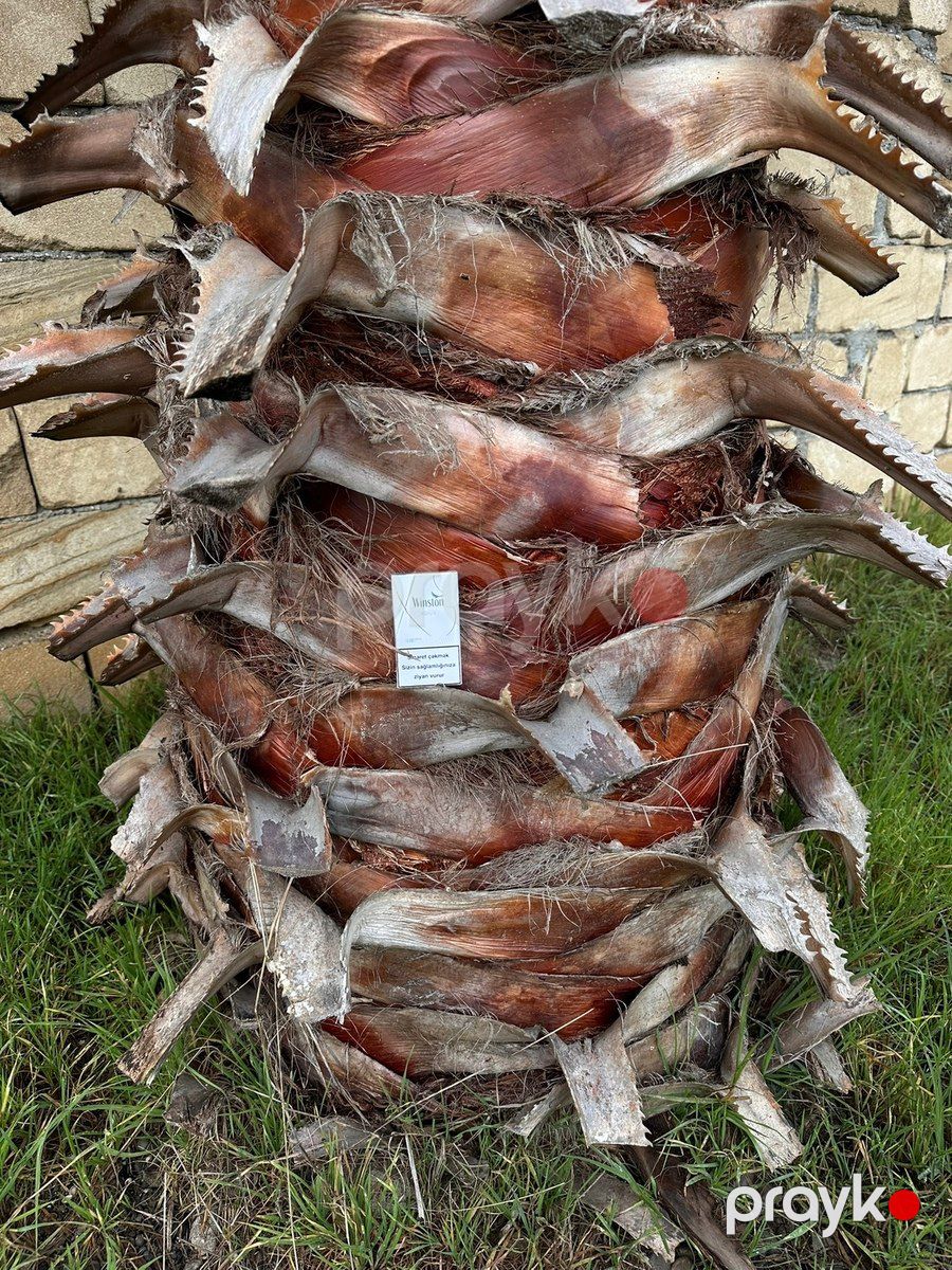 Palma ağacı — Bitkilər, Masallı (2)