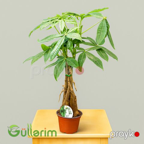 Pul ağacı (Pachira aquatica) — Bakı