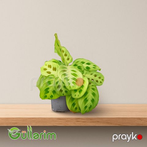 Maranta (Prayer Plant) — Bakı