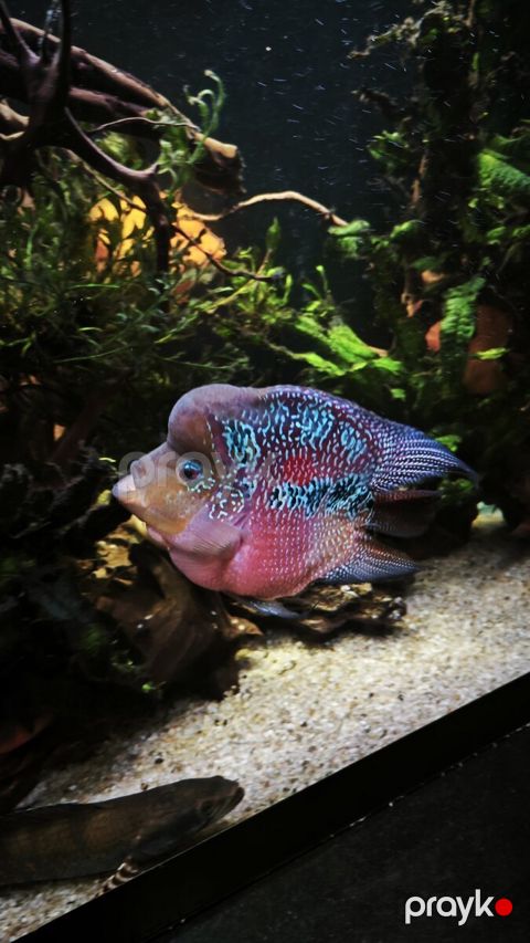 Flowerhorn — Bakı