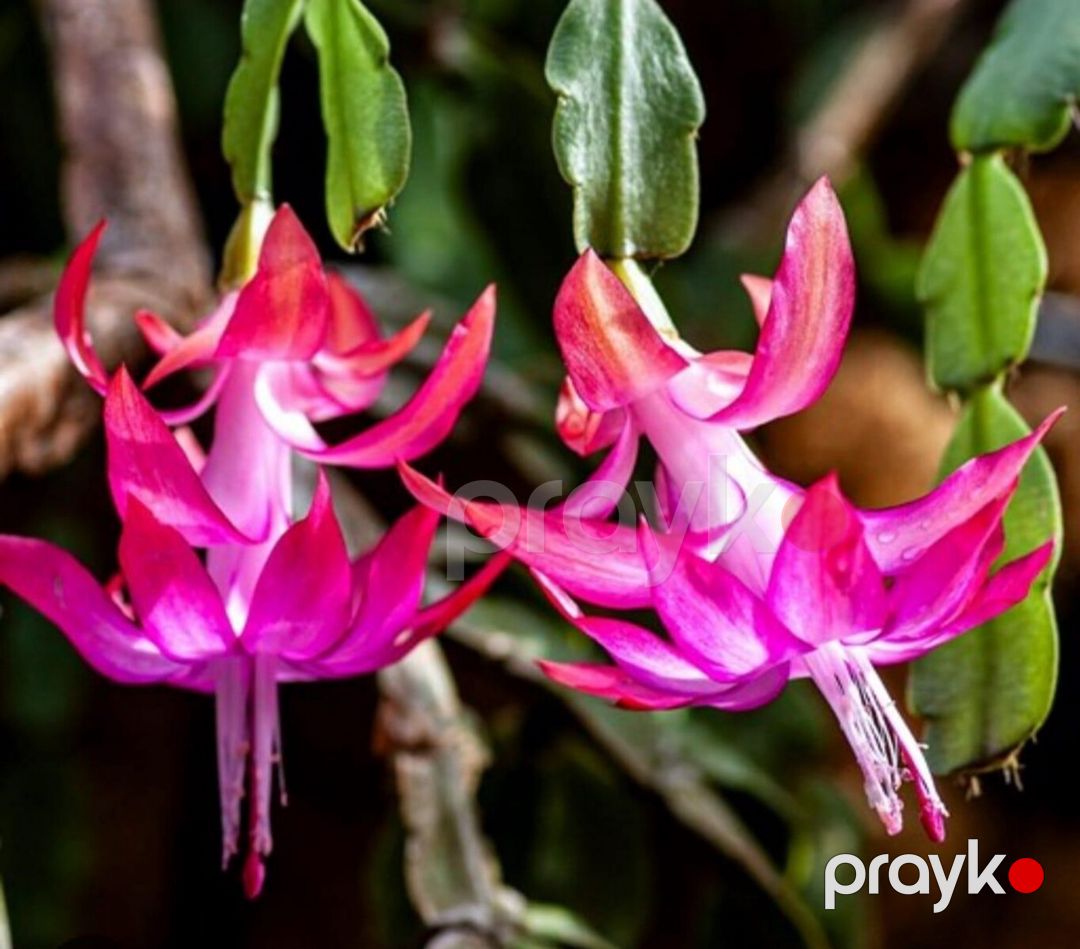 Şlumbergera — Bitkilər, Bakı (3)