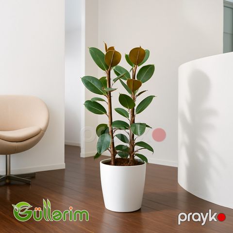 Ficus Elastica (Fikus elastika) — Bakı