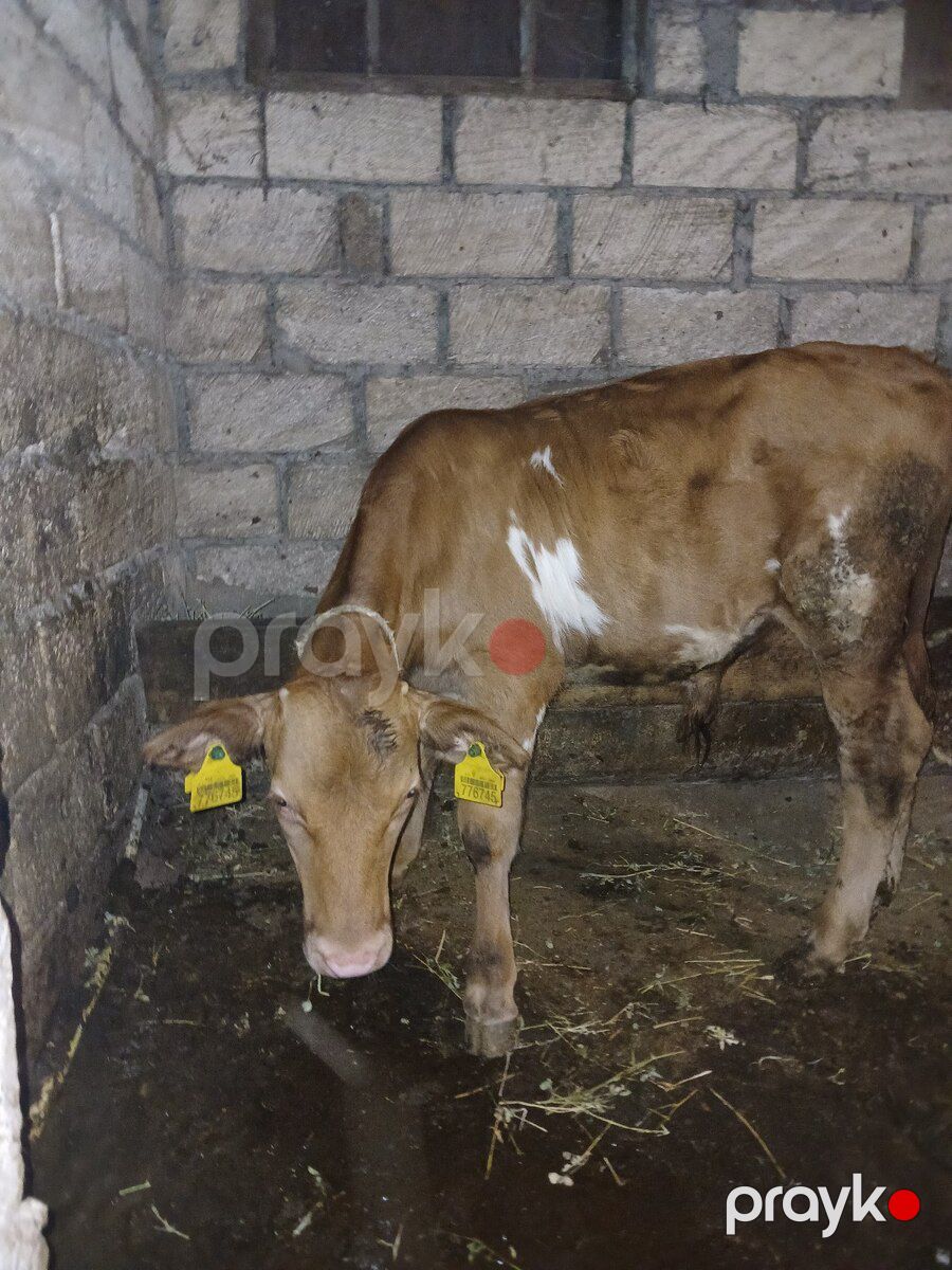 Dana — Kənd təsərrüfatı heyvanları, Quba (2)