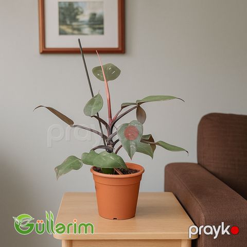 Philodendron — Bakı