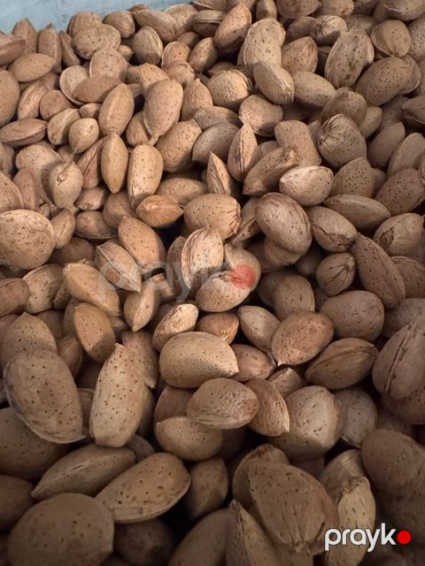 Badam — Bakı