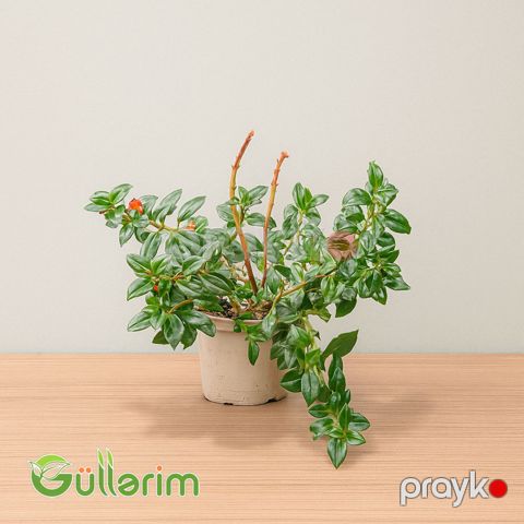 Difenbaxiya (Dieffenbachia) — Bakı