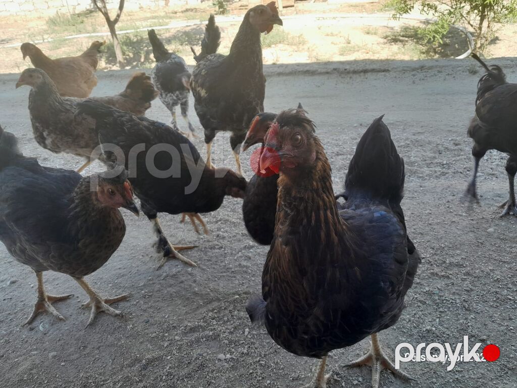 Toyuq, Yumurtalıq — Toyuq və xoruz, Bakı (2)