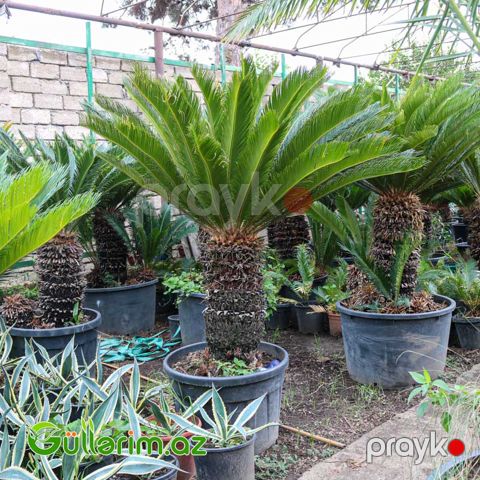 Sekas Palması (Cycas revoluta –Sekas)