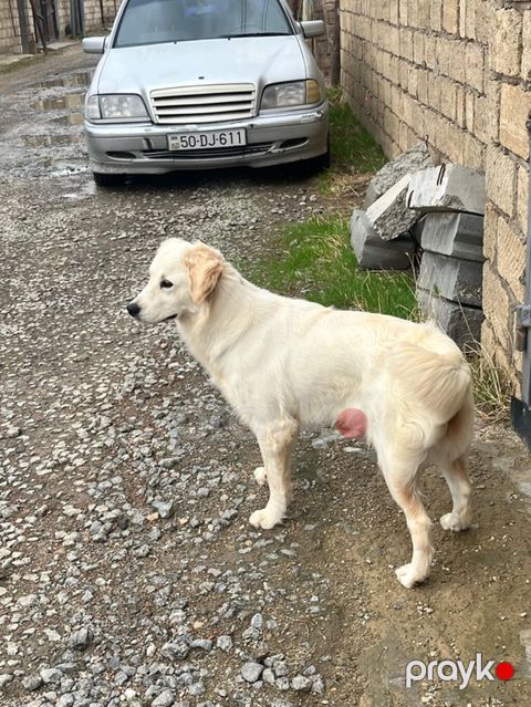 Retriever, 8 ay, Dişi — Sumqayıt