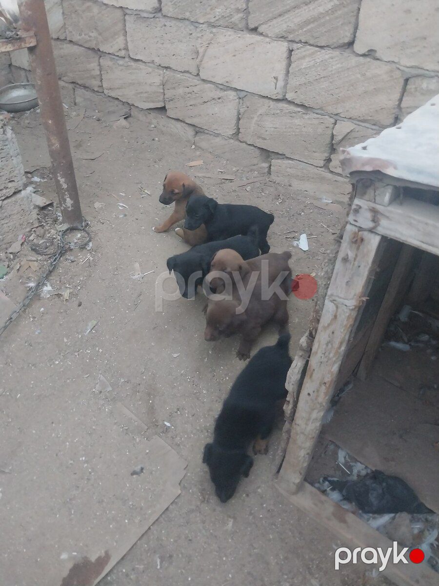 Doberman balaları — Köpəklər, Bakı (5)