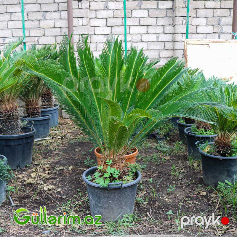 Sekas Palması (Cycas revoluta –Sekas) — Bitkilər, Bakı (2)