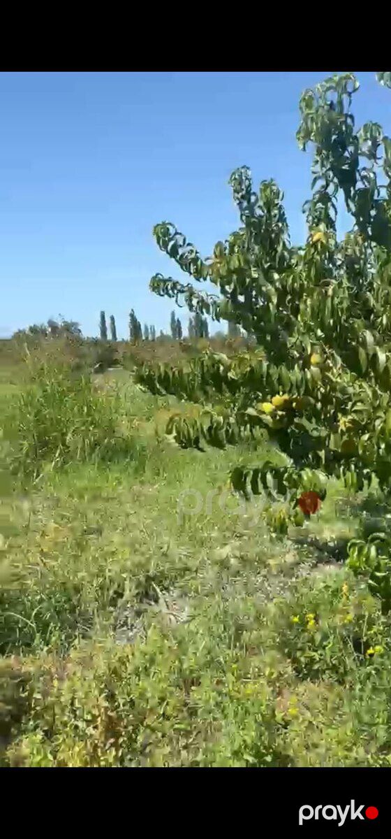 260 sot torpaq sahəsi, Xaçmaz r — Torpaq, Xaçmaz (3)
