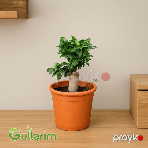 Ficus Bonsai (Fikus Bonsayi) — Bakı