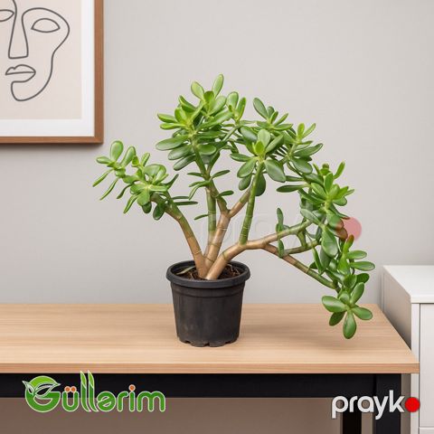 Crassula ovata (Krasula - Pul ağacı) — Bakı