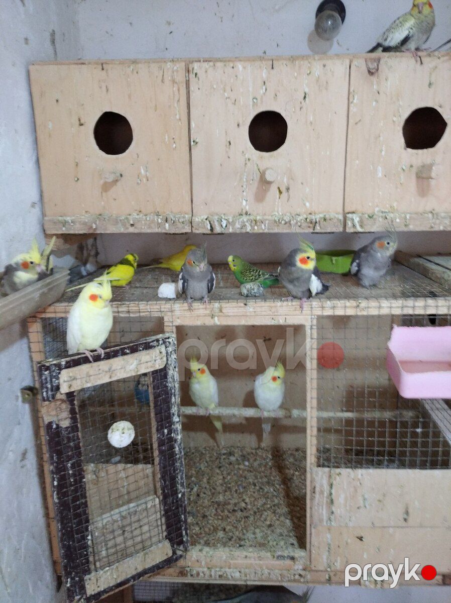 Korella — Quşlar, Bakı (2)
