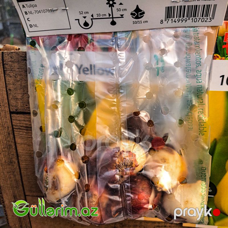 Tulpan Bənövşəyi (Tülpan) — Bitkilər, Bakı (2)