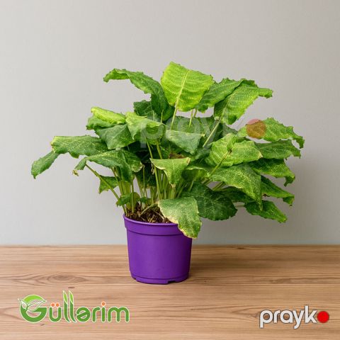 Calathea musaica (Kalateya) — Bakı