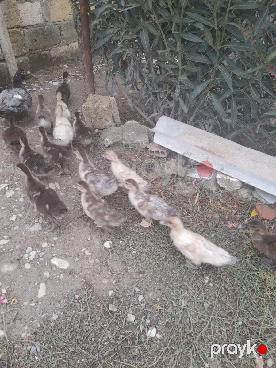 Ördəklər — Quşlar, Bakı (3)