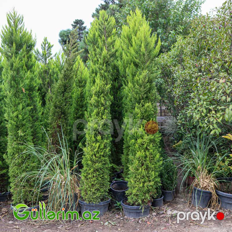 Limon Servi (Cupressus macrocarpa 'Goldcrest') — Bitkilər, Bakı (3)