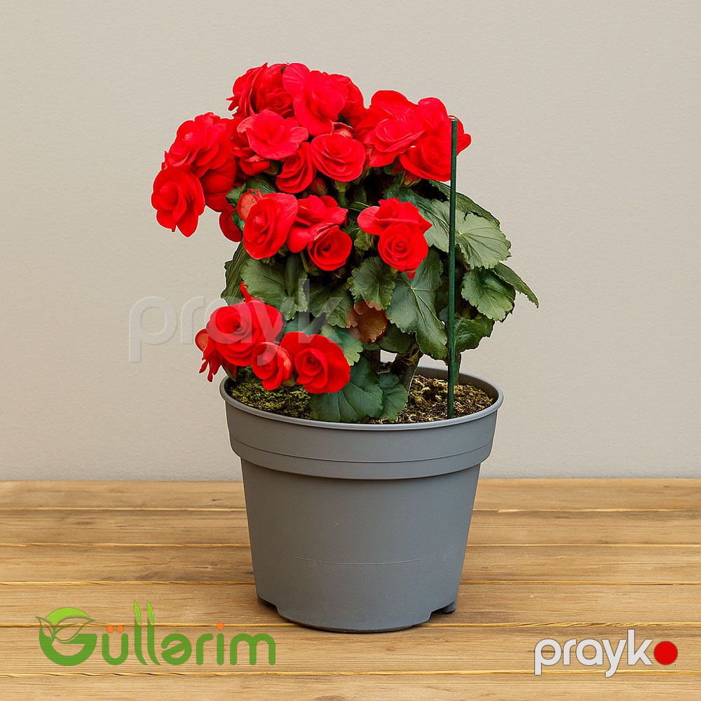 Begonia (Beqoniya) — Bitkilər, Bakı (3)