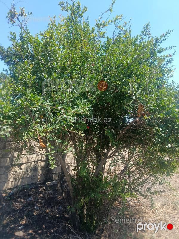 Satılır Torpaq sahəsi, 7 sot, Məhəmmədli — Torpaq, Abşeron (3)