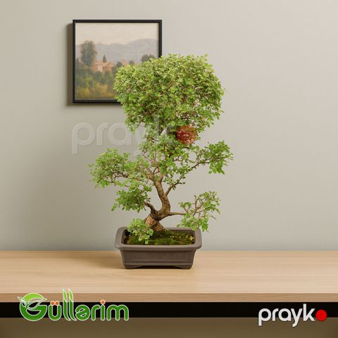 Ficus Bonsai (Fikus Bonsayi) — Bakı