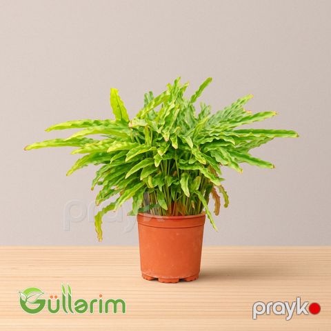 Crested Fern (Asplenium nidus — Bakı