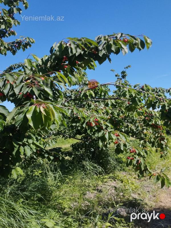 Satılır Torpaq sahəsi, 115 sot, Quba — Torpaq, Quba (7)