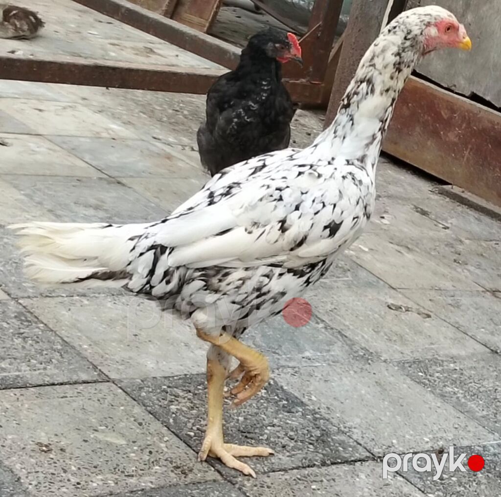Xoruz, il: 3, Ünvandan götürmə — Toyuq və xoruz, Digah (3)