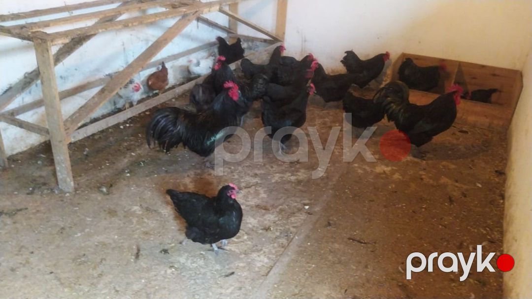 Avstralorp yumurtası — Quşlar, Bakı (2)